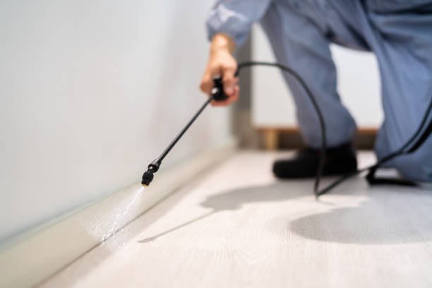 Licensed Wasp Removal service in Punxsutawney, PA - Show Me Pest Control